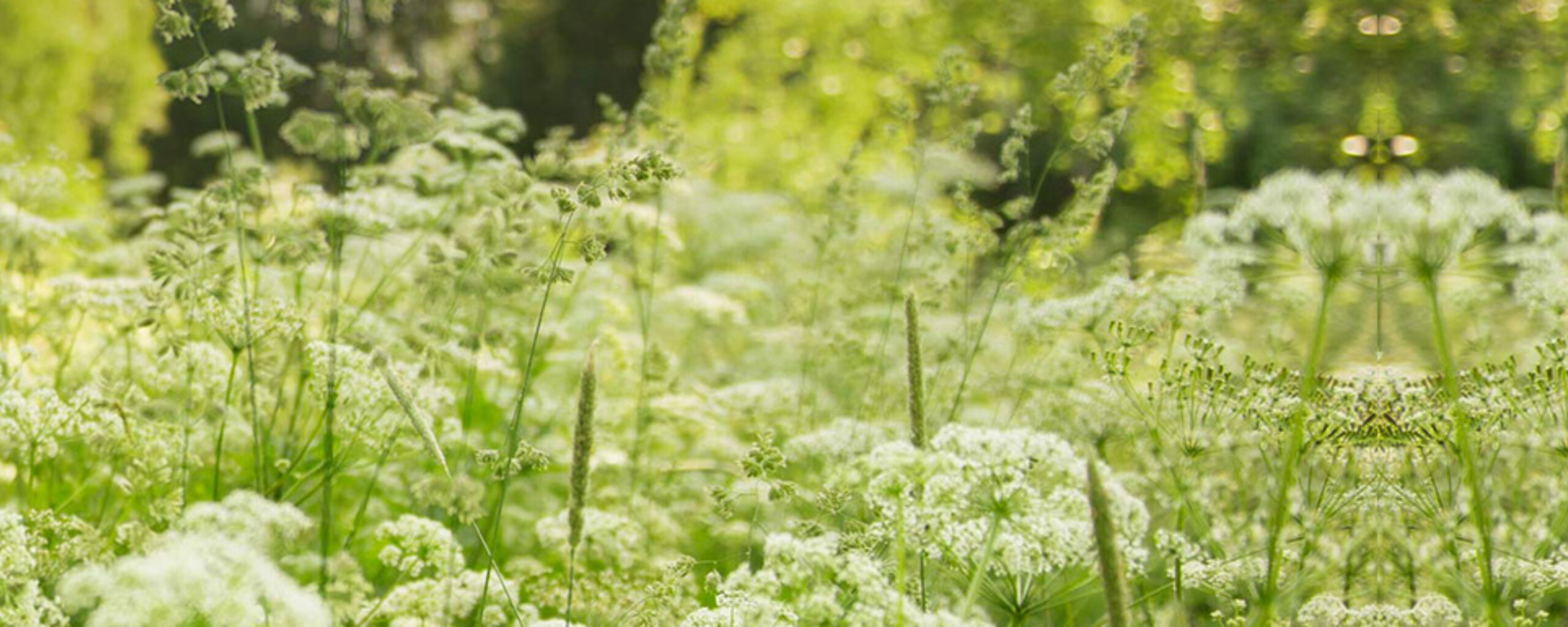 Cashback Go Green