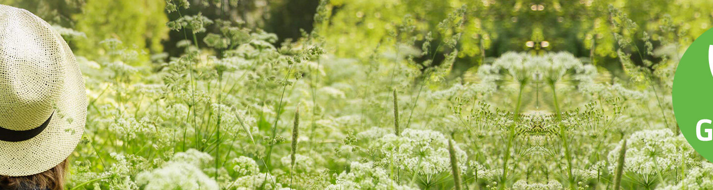 Cashback Go Green Cashback Go Green